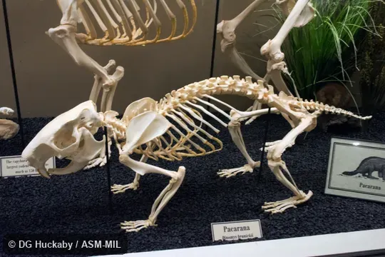 Lateral view of skeleton of adult