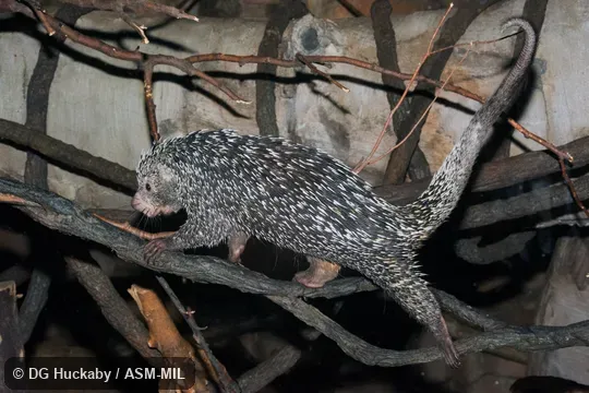 Also as Prehensile-tailed Porcupine, Brazilian Porcupine.