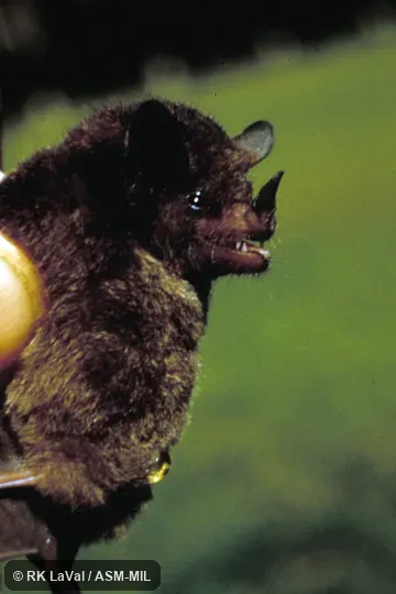 Close-up of head and side of body