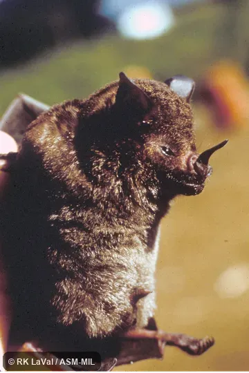 Close-up ventro-lateral view of head and body.  Also as Common Short-tailed Bat.
