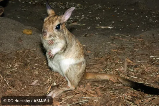 Also as South African Spring Hare, Southern African Springhaas.