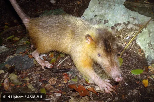 Hand captured by Nicolas Corona in Dominican Republic, La Altagracia province, Punta Cana, Indigenous Eyes Ecological Park and Reserve. Formerly Soricomorpha. Also as Haitian Solenodon. Hand captured by Nicolas Corona in Dominican Republic, La Altagracia province, Punta Cana, Indigenous Eyes Ecological Park and Reserve. Formerly Soricomorpha. Also as Haitian Solenodon.