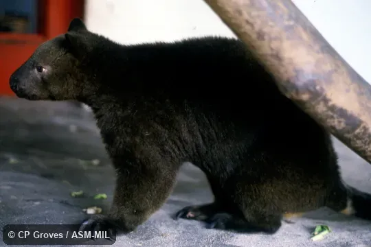 Also as Unicolored Tree Kangaroo.