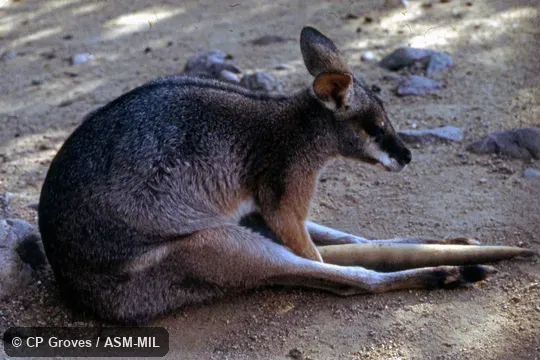 Formerly Macropus dorsalis.  Also as Scrub Wallaby.