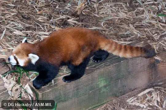 Summer pelage.  Formerly Ailurus fulgens.  Also as Lesser Panda, Fire Fox, Golden Dog, Bear Cat, Chinese Red Panda, Styan's Red Panda.