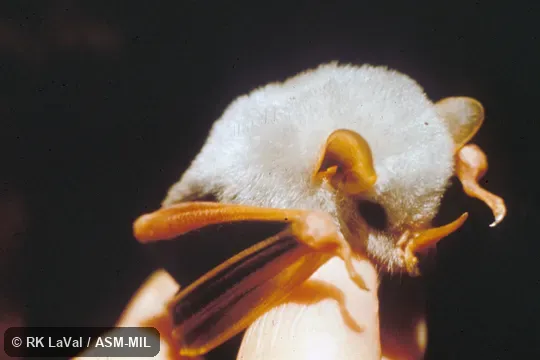 Oblique close-up of head.  Also as White Bat.