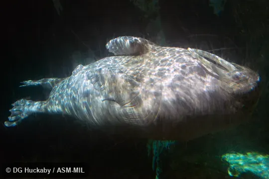 Adult male coasting on back.