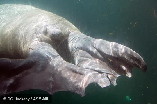 Dorsal view of hind feet, left toes maximally spread.