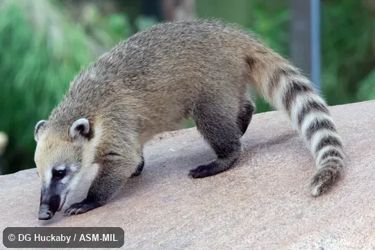Also as Dwarf Coati. Formerly Nasuella olivacea. Also as Dwarf Coati. Formerly Nasuella olivacea.