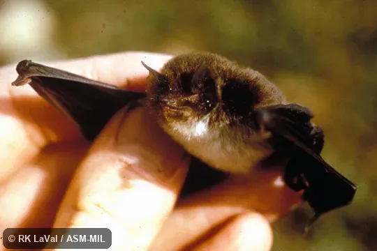 Oblique view, showing face and discs