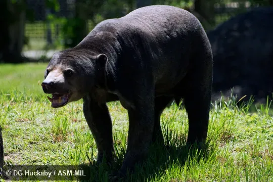 Also as Malayan Sun Bear, Dog Bear, Honey Bear.