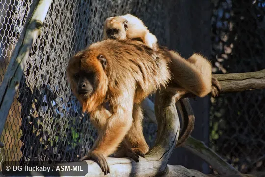 Also as Black Howler Monkey, Black Howling Monkey, Paraguayan Howler.