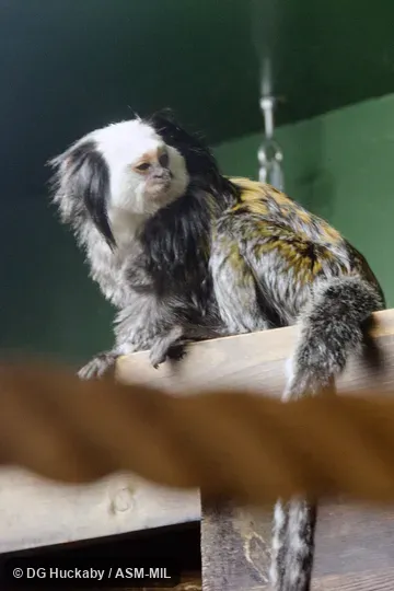Also as White-faced Marmoset, White-headed Marmoset.  Formerly Cebidae (Callitrichinae).