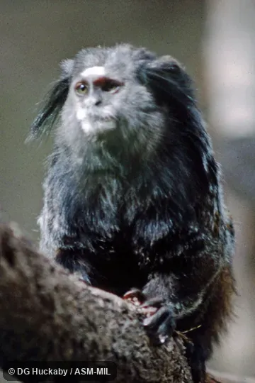 Also as Wied's Black-tufted-ear Marmoset.  Formerly Cebidae (Callitrichinae).