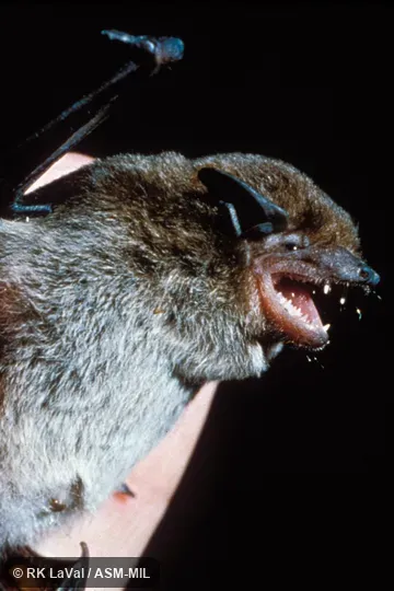 Close-up of head and body. Formerly Neoromicia capensis. Also as Cape Bat|Cape House Bat|Cape Pipistrelle Bat. Close-up of head and body. Formerly Neoromicia capensis. Also as Cape Bat|Cape House Bat|Cape Pipistrelle Bat.