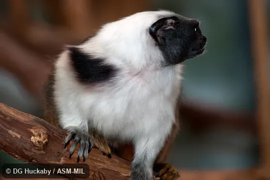 Also as Brazilian Bare-faced Tamarin|Pied Tamarin. Formerly Cebidae (Callitrichinae). Also as Brazilian Bare-faced Tamarin|Pied Tamarin. Formerly Cebidae (Callitrichinae).