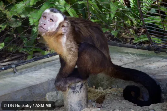 Also as Black-capped Capuchin, Tufted Capuchin.