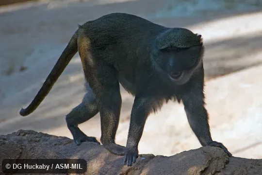 Also as Swamp Guenon, Swamp Monkey.