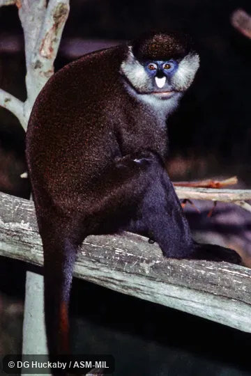 Also as Red-tailed Guenon.
