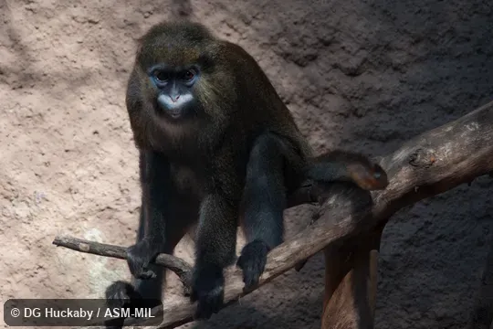 Also as Moustached Guenon.