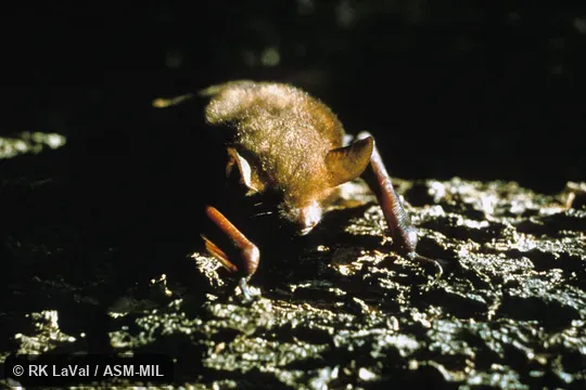 Close-up front view.  Also as Cape Hairy Bat|Cape Myotis|Temminck's Hairy Bat|Temminck's Mouse-eared Bat|Three-colored Bat.