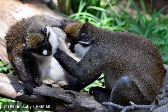 Also as Lesser Spot-nosed Monkey|Lesser Spot-nosed Guenon|Lesser White-nosed Guenon. Also as Lesser Spot-nosed Monkey|Lesser Spot-nosed Guenon|Lesser White-nosed Guenon.