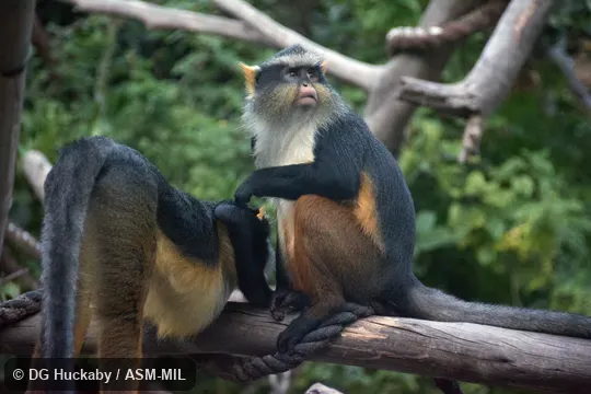 Also as Wolf's Guenon|Wolf's Mona.