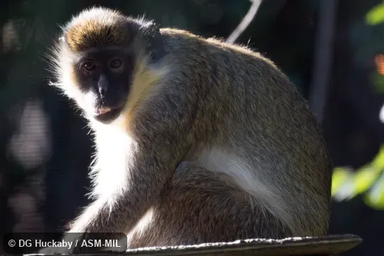 Also as Callithrix Monkey|Grass Monkey|Mangrove Monkey.