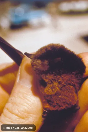 Close-up, oblique view of head and body.  Formerly Myotis keaysi pilosatibialis.  Paratype and topotype.