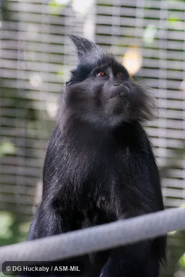 Also as Black Mangabey. Also as Black Mangabey.