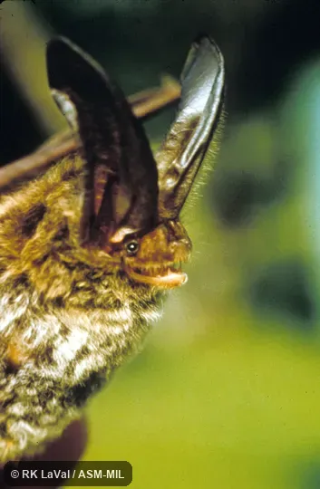 Close-up of head, oblique view