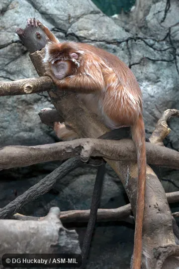 "Red" morph.  Also as Eastern Ebony Langur|Ebony Leaf Monkey|Javan Langur|Javan Lutung.