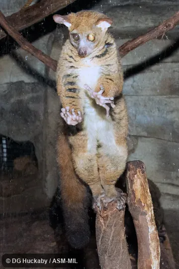Also as Northern Greater Galago
