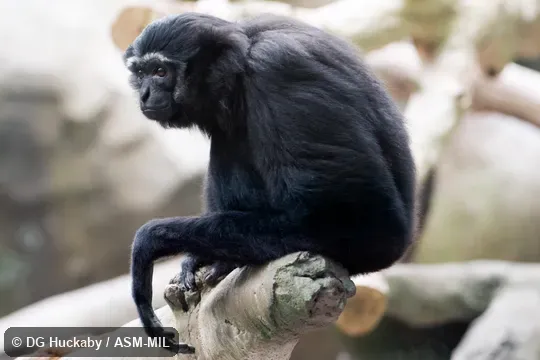 Also as Dark-handed Gibbon.