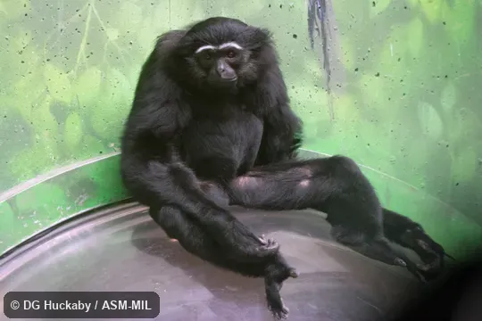 Also as Dark-handed Gibbon.