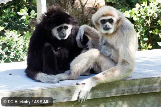 Dark male; light female.  Also as Common Gibbon, White-handed Gibbon.