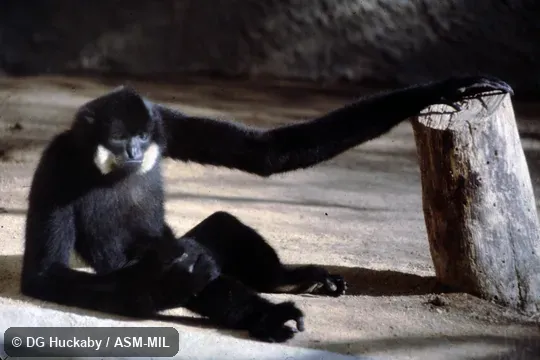 Adult male. Also as Buff-cheeked Crested Gibbon|Red-cheeked Crested Gibbon|Red-cheeked Gibbon. Adult male. Also as Buff-cheeked Crested Gibbon|Red-cheeked Crested Gibbon|Red-cheeked Gibbon.