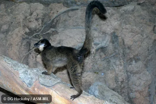 Also as Collared Brown Lemur|Red-collared Lemur.