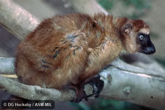 Adult female.  Formerly Eulemur macaco flavifrons, Black Lemur.  Also as Sclater's Black Lemur|Sclater's Lemur.