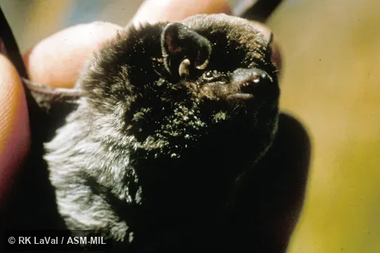 Close-up of head, oblique view.  Also as Greater Bent-winged Bat.  Formerly in Vespertilionidae.