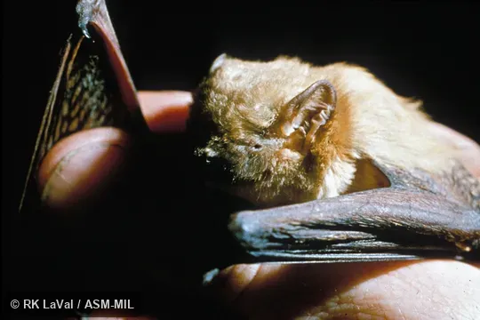 Close-up of head, oblique view.  Also as Butterfly Bat|Leaf-winged Bat.