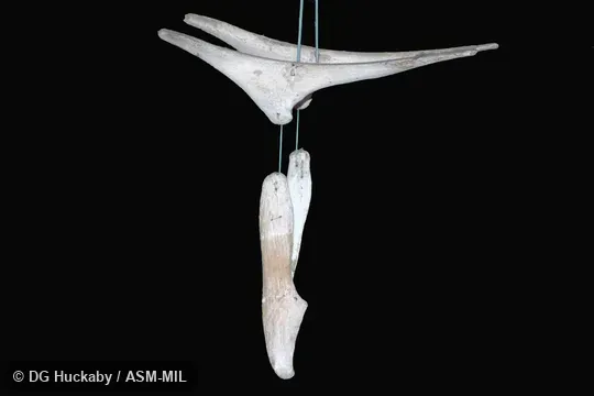 Left lateral view of pelvic girdle and femur.  Also as Common Rorqual, Finback, Fin-backed Whale, Finner, Herring Whale, Razorback.