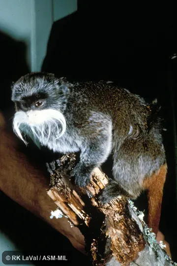 Oblique view.  Formerly Saguinus imperator subgrisescens, Emperor Tamarin.  Formerly Cebidae (Callitrichinae).