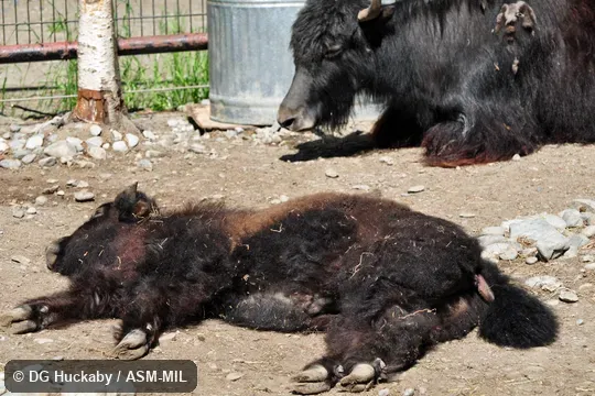 Juvenile lying on side with hooves and underside of tail visible