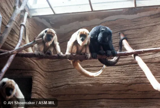 Adult male, two adult females, one juvenile. Also as Black Howler Monkey|Black Howling Monkey|Paraguayan Howler. Adult male, two adult females, one juvenile. Also as Black Howler Monkey|Black Howling Monkey|Paraguayan Howler.