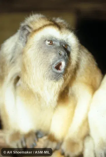 Female, howling.  Also as Black Howler Monkey, Black Howling Monkey, Paraguayan Howler.