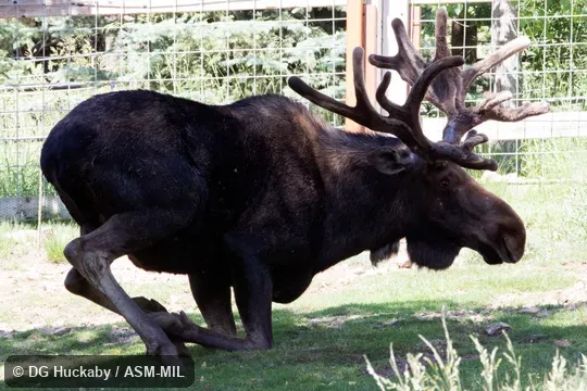 Adult male sitting down front end first.  Also as Alces americanus.