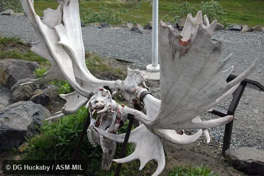Skulls of adult males locked in combat.  Also as Alces americanus.