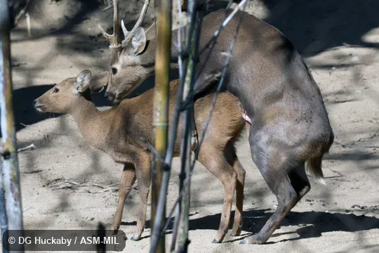Copulating pair.  Also as Hyelaphus calamianensis, Calamian Hog Deer.