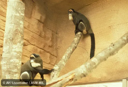 Adult pair. Also as De Brazza's Guenon|Schlegel's Guenon. Adult pair. Also as De Brazza's Guenon|Schlegel's Guenon.